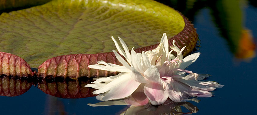 06 Water Lilies and Pond